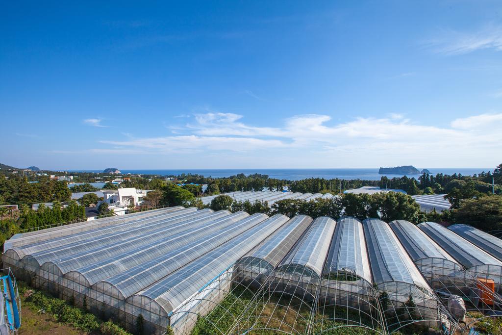 Fellisia Hotel Seogwipo Exterior photo